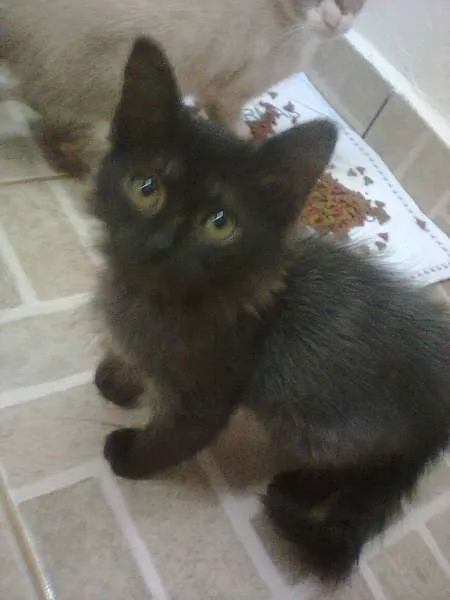 Gato ra a SRD idade 2 a 6 meses nome sem nomes