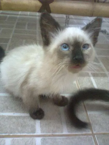 Gato ra a SRD idade 2 a 6 meses nome sem nomes