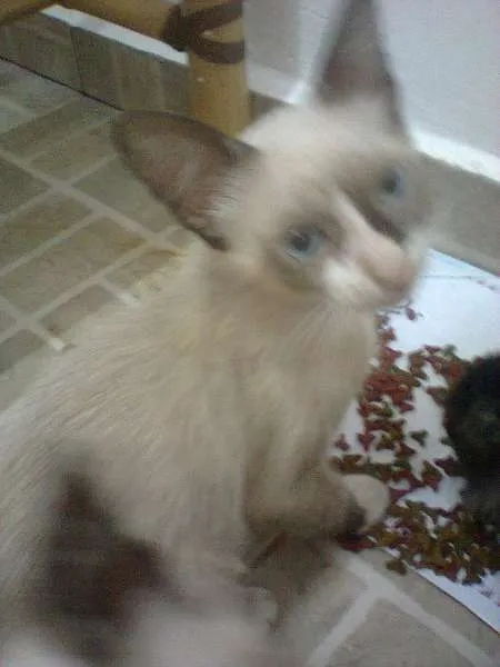 Gato ra a SRD idade 2 a 6 meses nome sem nomes