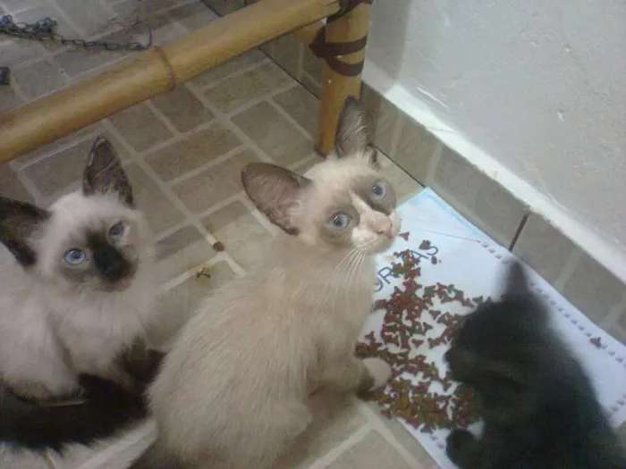 Gato ra a SRD idade 2 a 6 meses nome sem nomes