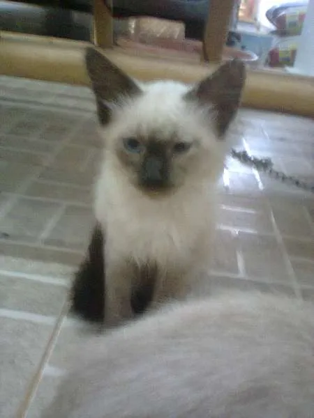 Gato ra a SRD idade 2 a 6 meses nome sem nomes