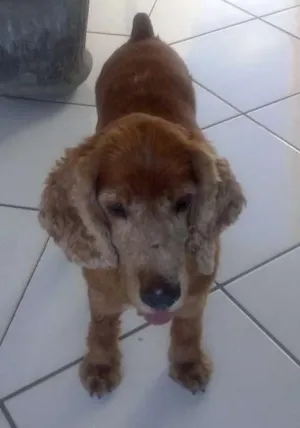 Cachorro raça Cocker idade 6 ou mais anos nome Sem nome