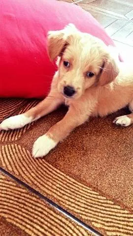 Cachorro ra a vira lata.. idade Abaixo de 2 meses nome bbzinha