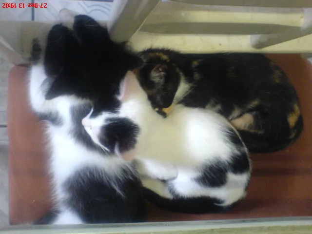 Gato ra a SRD idade 2 a 6 meses nome NINO/PELUDINHA E FO