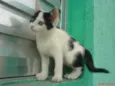 NINO/PELUDINHA E FO