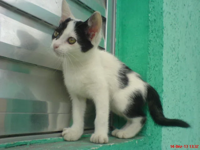 Gato ra a SRD idade 2 a 6 meses nome NINO/PELUDINHA E FO