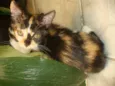 NINO/PELUDINHA E FO