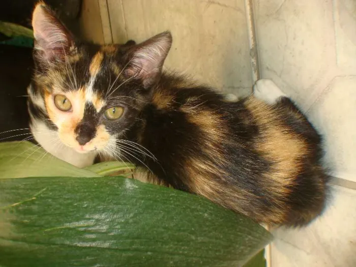 Gato ra a SRD idade 2 a 6 meses nome NINO/PELUDINHA E FO