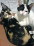 NINO/PELUDINHA E FO