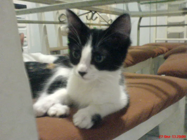 Gato ra a SRD idade 2 a 6 meses nome NINO/PELUDINHA E FO