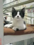 NINO/PELUDINHA E FO