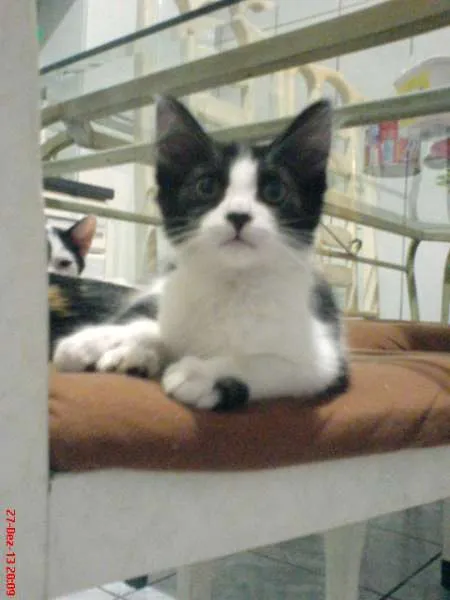 Gato ra a SRD idade 2 a 6 meses nome NINO/PELUDINHA E FO