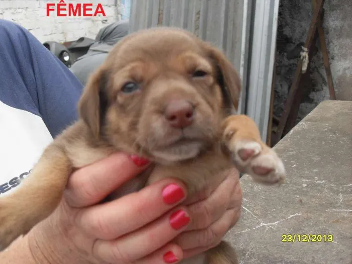 Cachorro ra a Sem raça definida idade Abaixo de 2 meses nome Ainda sem nome