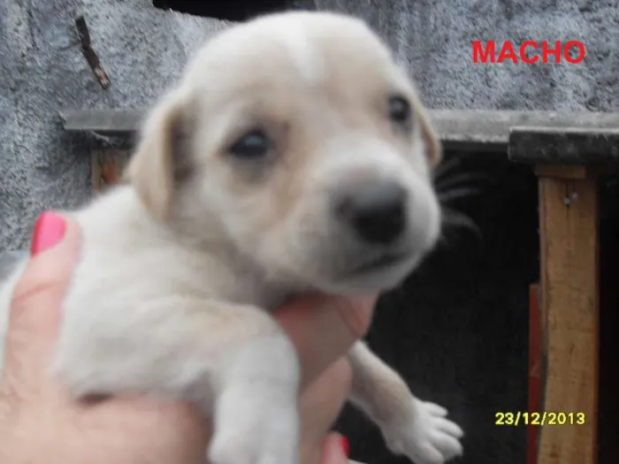 Cachorro ra a Sem raça definida idade Abaixo de 2 meses nome Ainda sem nome