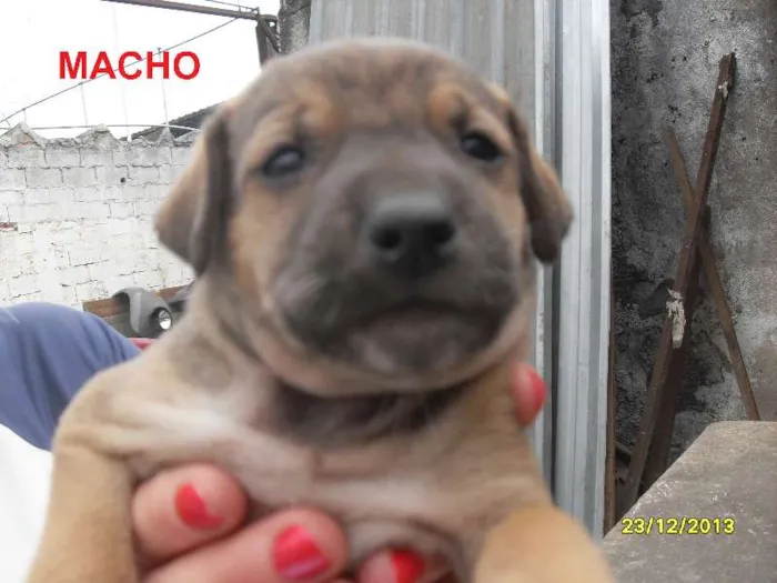 Cachorro ra a Sem raça definida idade Abaixo de 2 meses nome Ainda sem nome