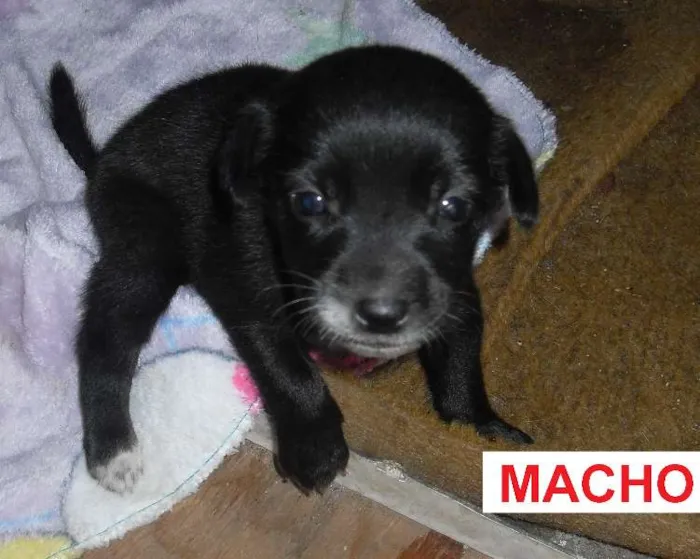 Cachorro ra a Sem raça definida idade Abaixo de 2 meses nome Ainda sem nome