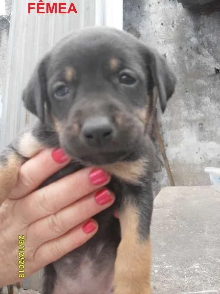 Cachorro ra a Sem raça definida idade Abaixo de 2 meses nome Ainda sem nome