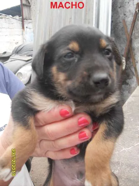 Cachorro ra a Sem raça definida idade Abaixo de 2 meses nome Ainda sem nome