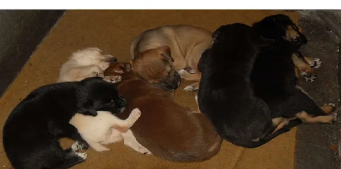 Cachorro ra a Sem raça definida idade Abaixo de 2 meses nome Ainda sem nome