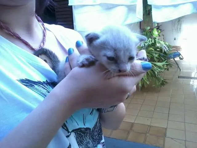 Gato ra a  idade Abaixo de 2 meses nome Gatinha