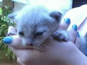 Gato raça  idade Abaixo de 2 meses nome Gatinha