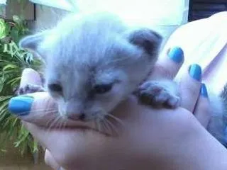 Gato ra a  idade Abaixo de 2 meses nome Gatinha