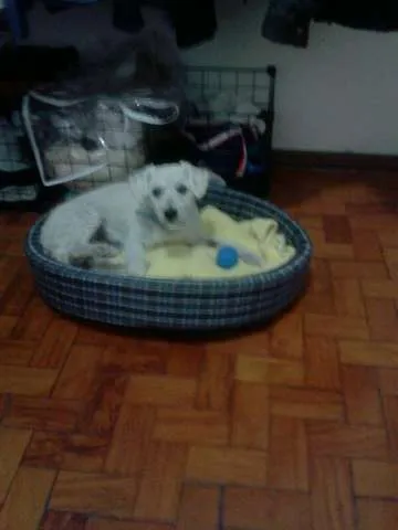 Cachorro ra a Poodle idade 4 anos nome Bonny