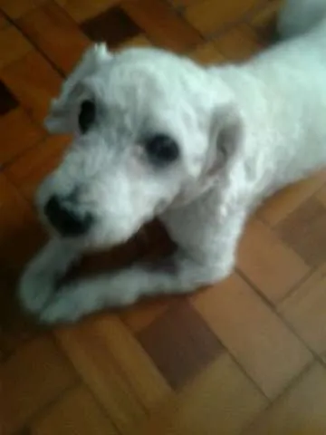 Cachorro ra a Poodle idade 4 anos nome Bonny