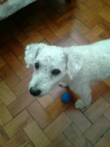 Cachorro ra a Poodle idade 4 anos nome Bonny