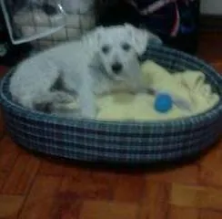 Cachorro ra a Poodle idade 4 anos nome Bonny