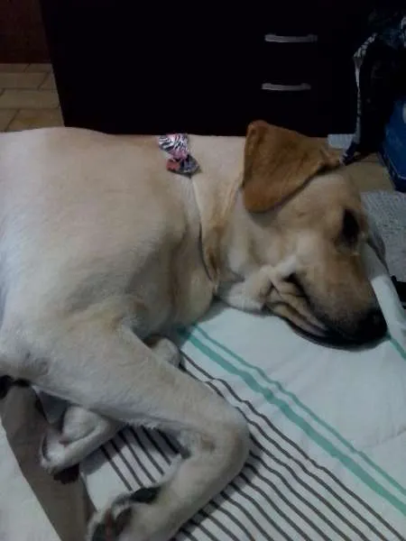 Cachorro ra a Labrador idade 1 ano nome Rita GRATIFICA