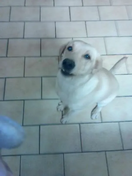 Cachorro ra a Labrador idade 1 ano nome Rita GRATIFICA