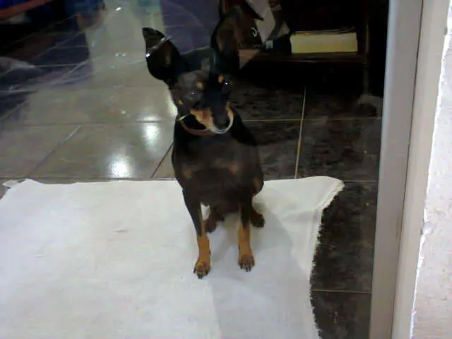 Cachorro ra a Pintcher idade 6 ou mais anos nome Miuki