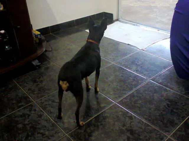 Cachorro ra a Pintcher idade 6 ou mais anos nome Miuki