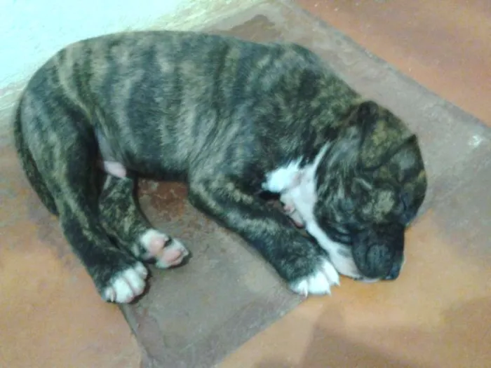 Cachorro ra a Pit-Bull idade 2 anos nome Tigrão