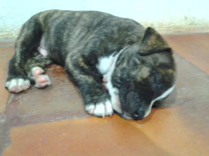 Cachorro ra a Pit-Bull idade 2 anos nome Tigrão