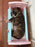 Tigrão