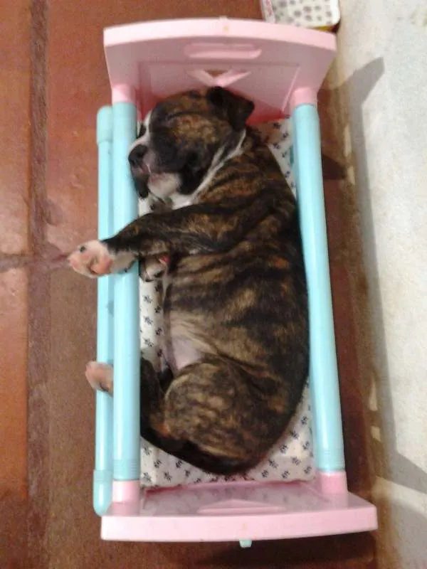 Cachorro ra a Pit-Bull idade 2 anos nome Tigrão