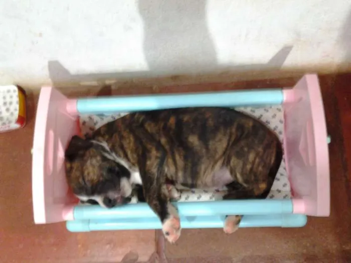Cachorro ra a Pit-Bull idade 2 anos nome Tigrão