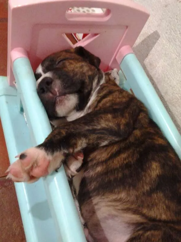 Cachorro ra a Pit-Bull idade 2 anos nome Tigrão