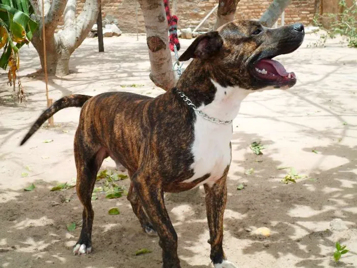 Cachorro ra a Pit-Bull idade 2 anos nome Tigrão