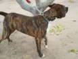 Tigrão