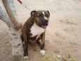 Tigrão