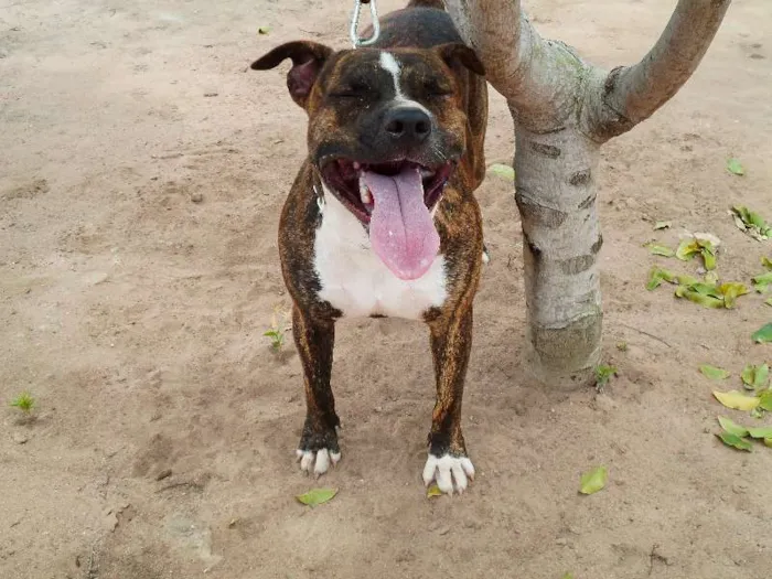Cachorro ra a Pit-Bull idade 2 anos nome Tigrão