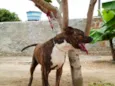 Tigrão