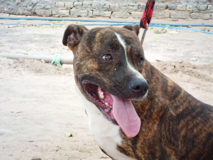 Cachorro ra a Pit-Bull idade 2 anos nome Tigrão