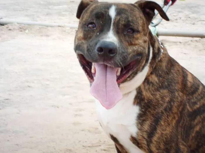 Cachorro ra a Pit-Bull idade 2 anos nome Tigrão
