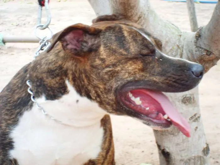 Cachorro ra a Pit-Bull idade 2 anos nome Tigrão