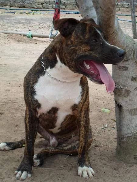 Cachorro ra a Pit-Bull idade 2 anos nome Tigrão