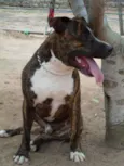 Tigrão